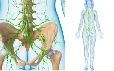 Why You Need To See A Lymphatic Therapist